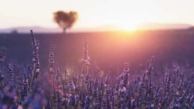 蓝色的花儿在夕阳下橙色的天空
